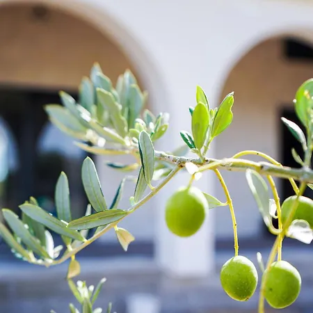 Olivarum * Stankovci (Zadar)