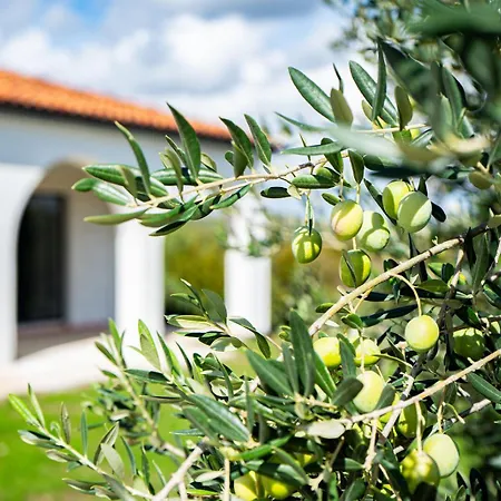 Olivarum * Stankovci (Zadar)