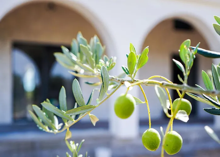 Olivarum * Stankovci (Zadar)