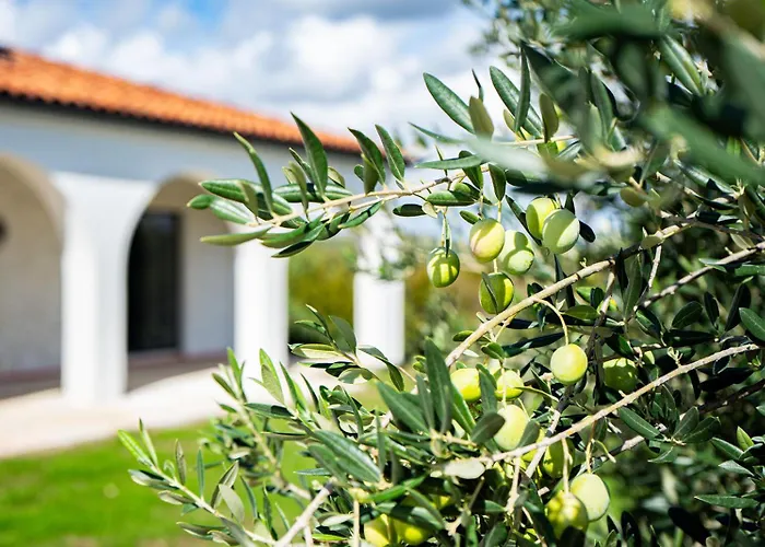 Olivarum * Stankovci (Zadar)